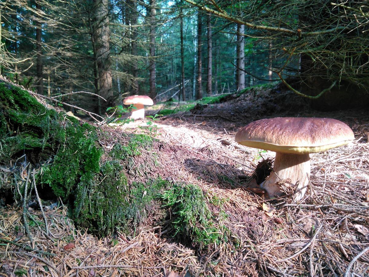Kräuterbaude Gasthof Saupsdorf
